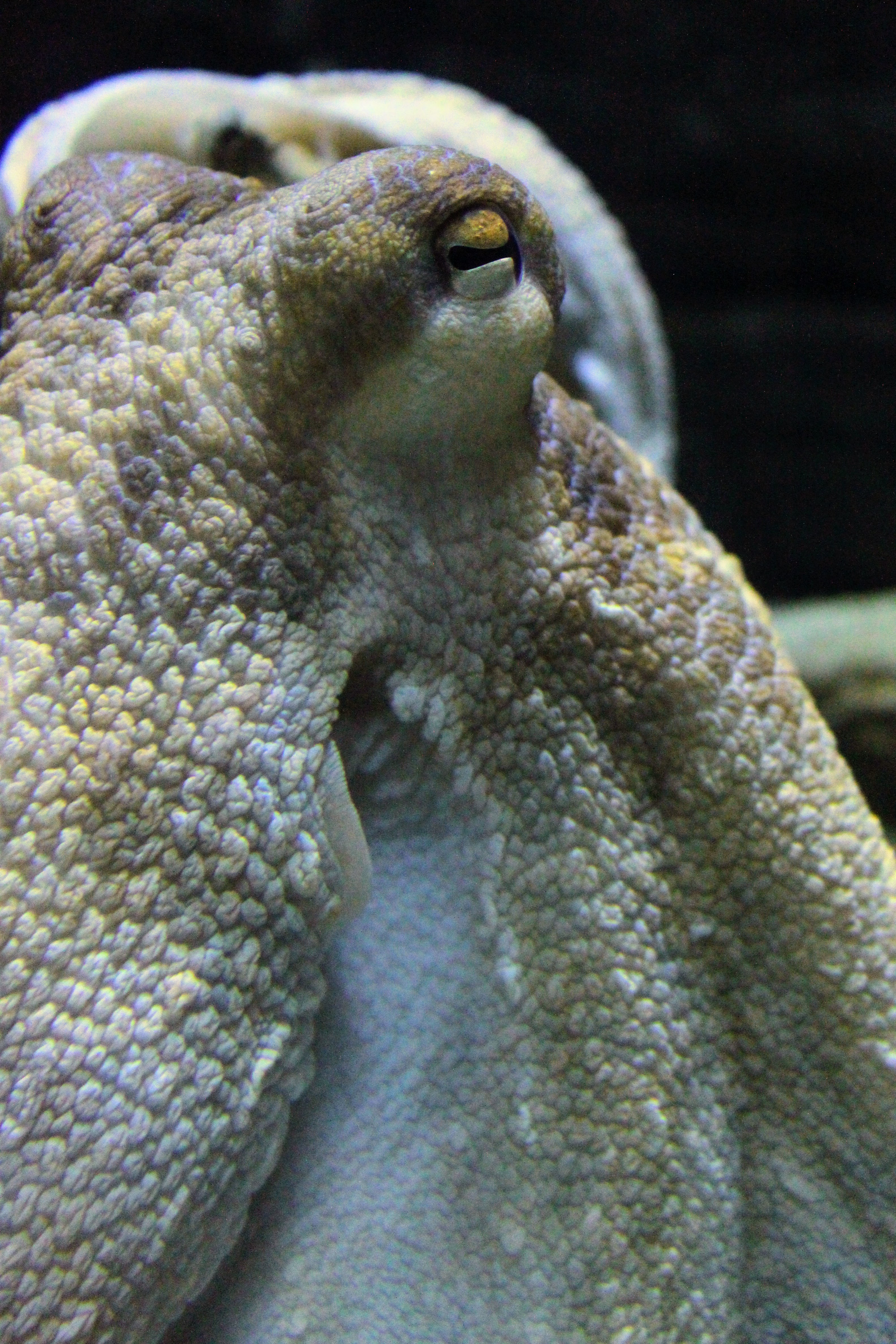 a close up image of an octopus.