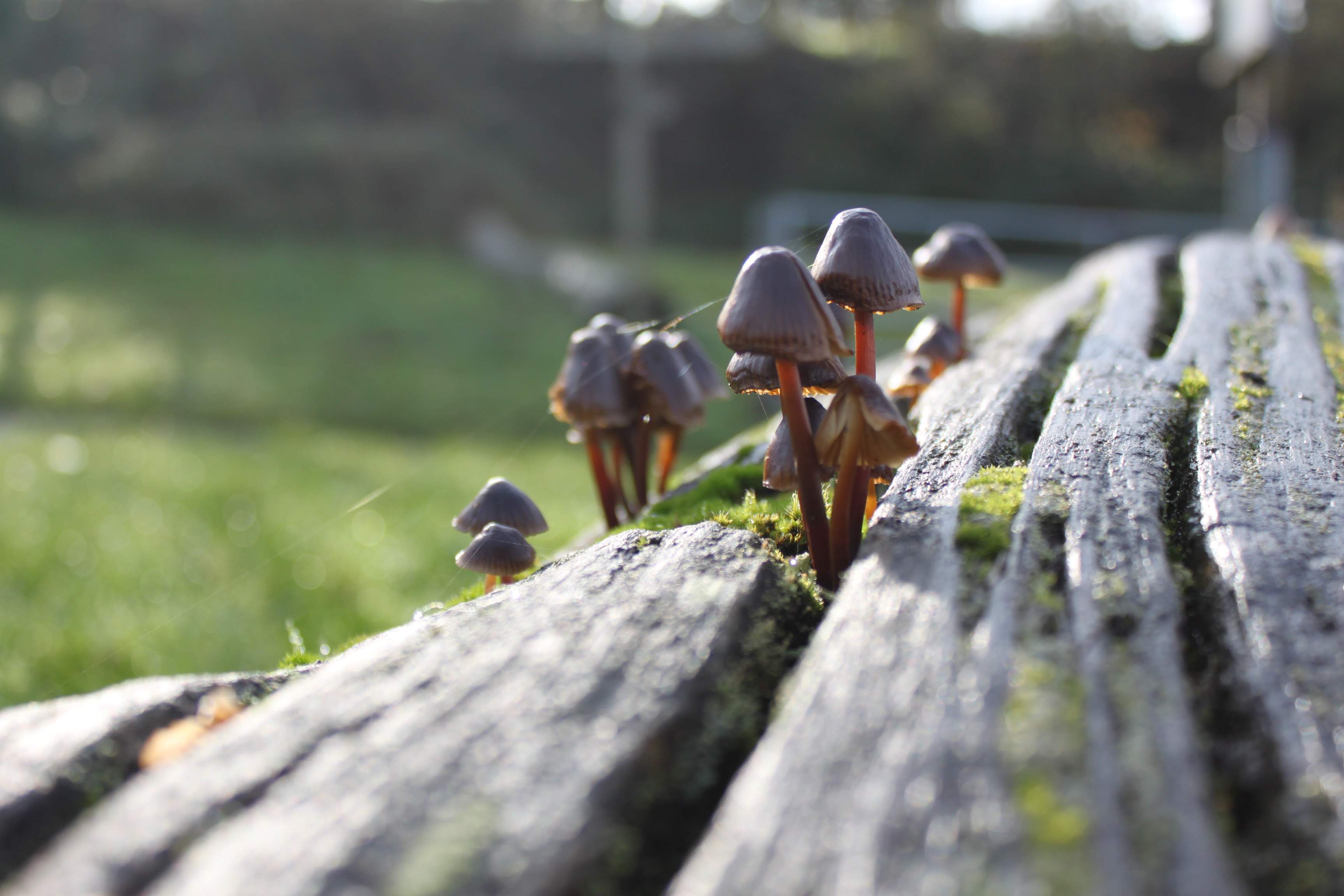 an image of a collection of mushrooms growing in the cracks of a tree.