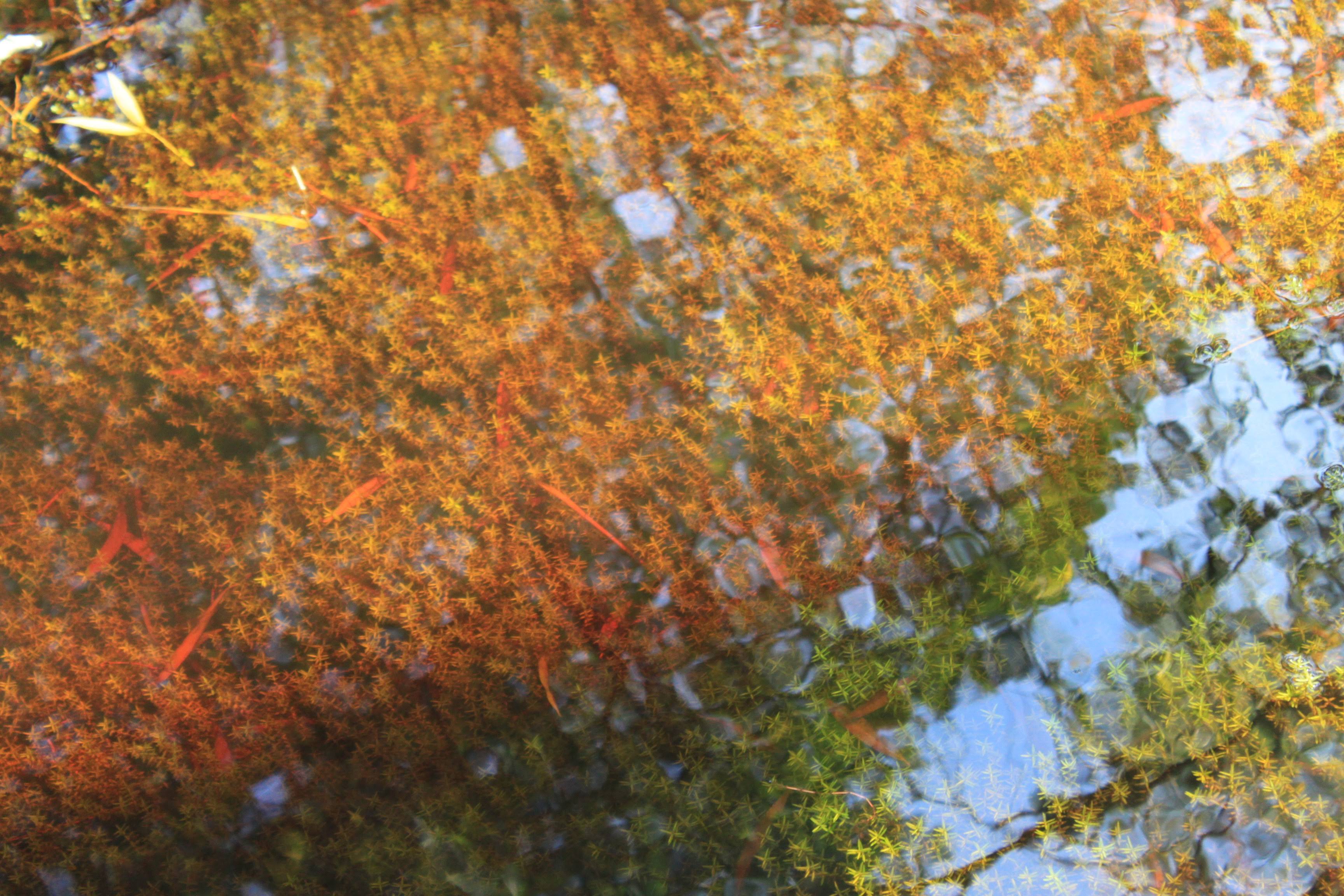 an image of yellow and green algea in shallow water.