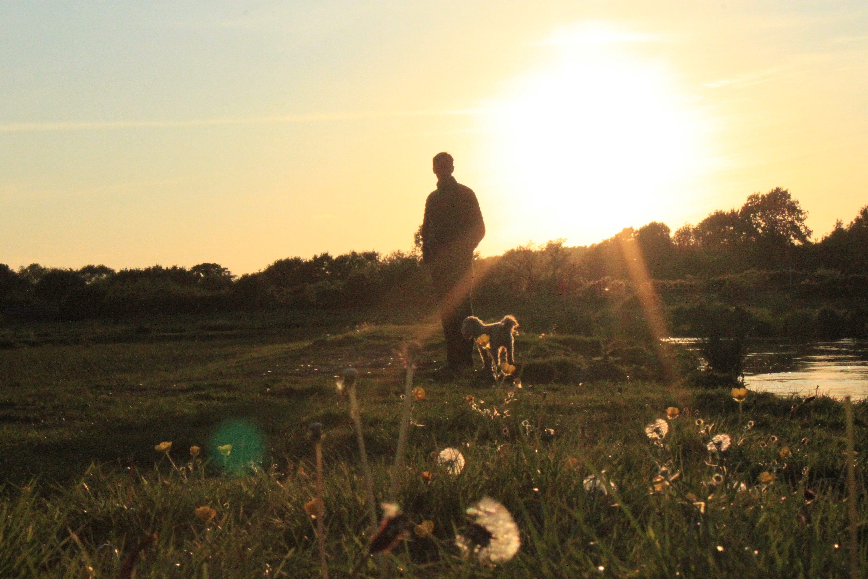 a silhoutte of a man and a poodle on a field with the sun shining behind them.