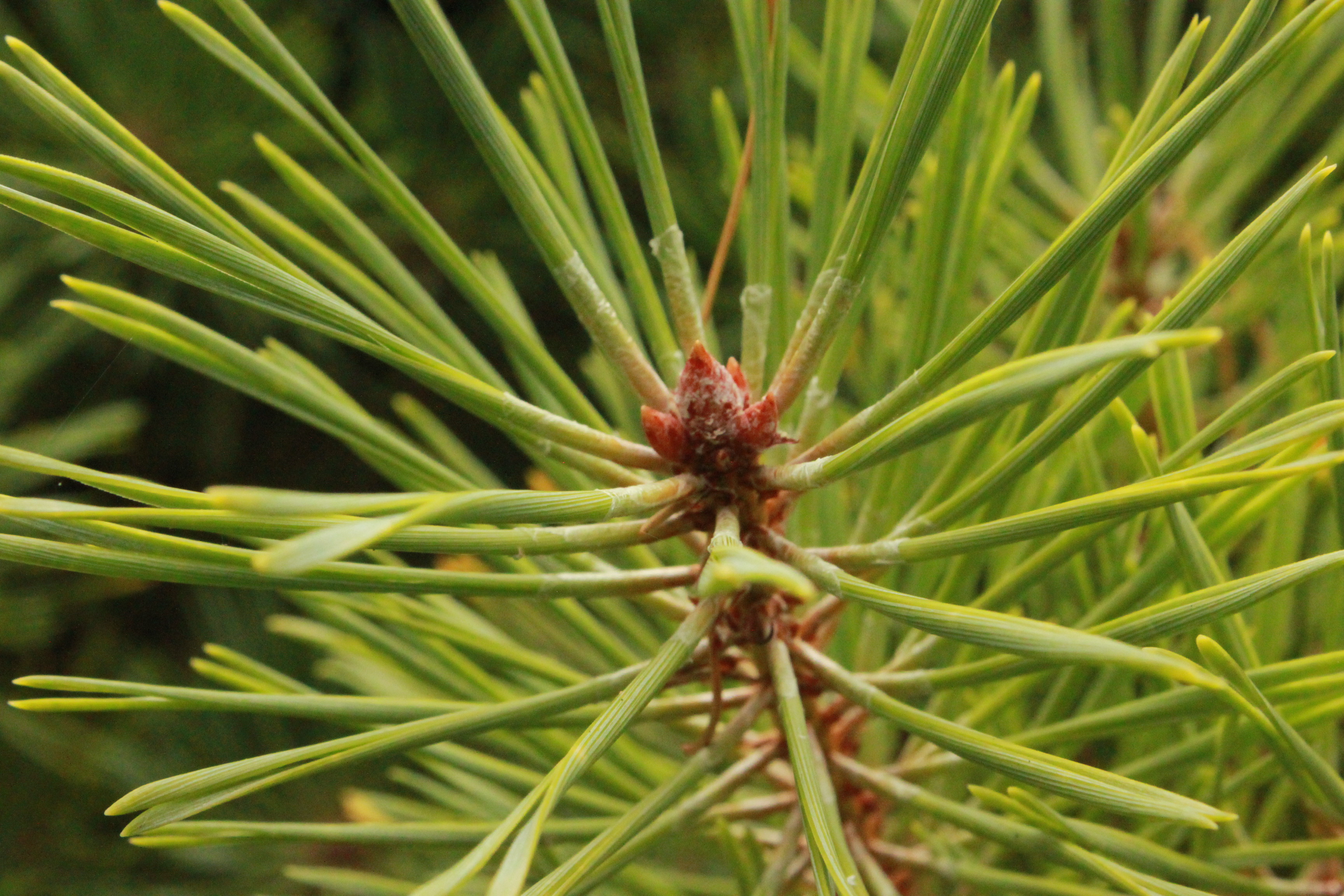 a close up of green pine needles.