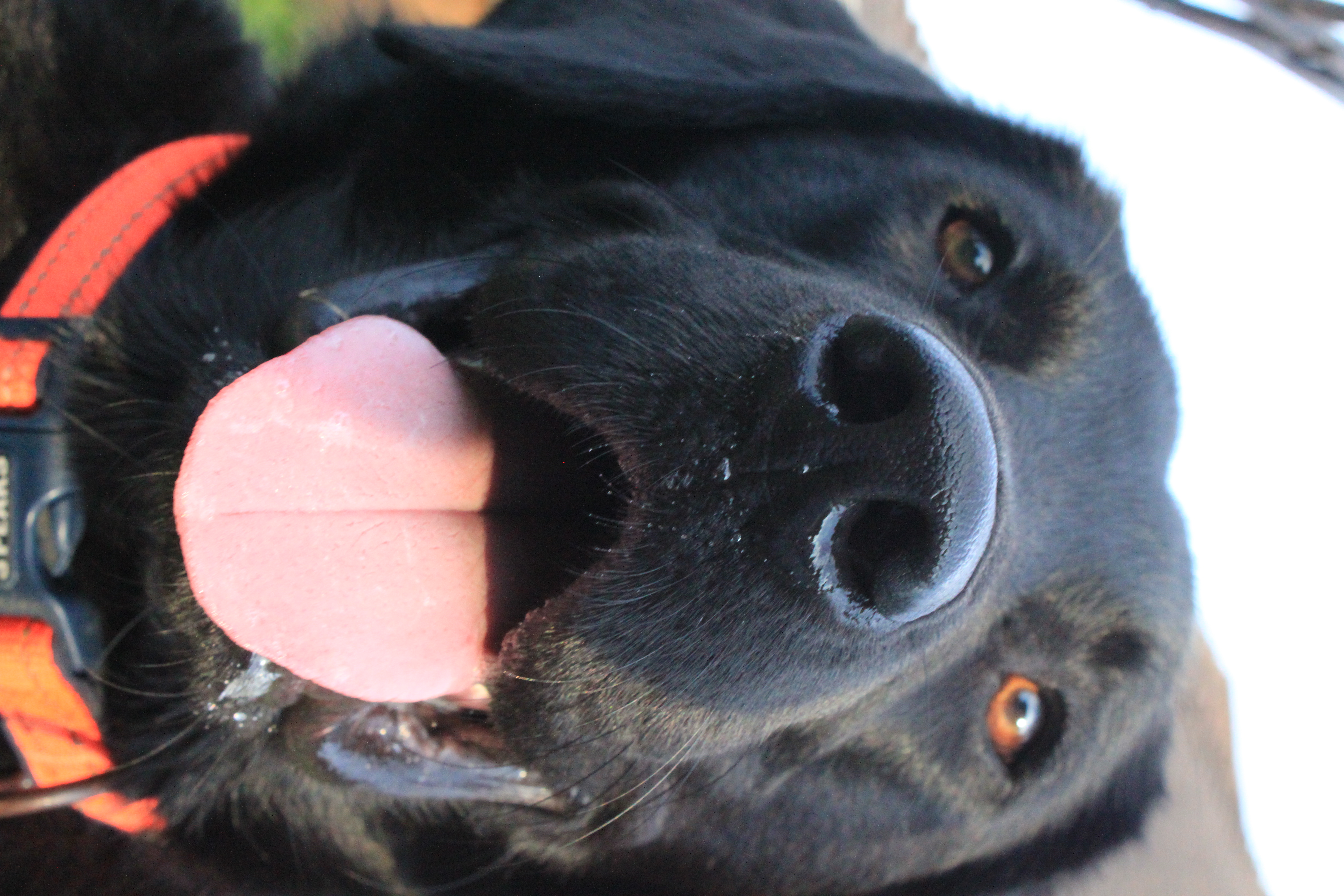 a close up photograph of a black laborador with his tounge hanging out.