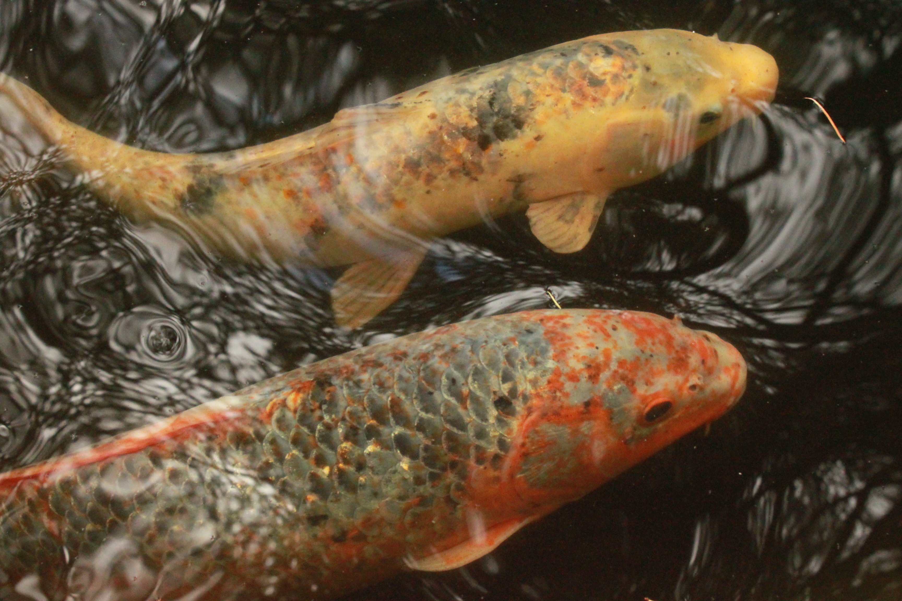 an image of two koi fish swimming in water.