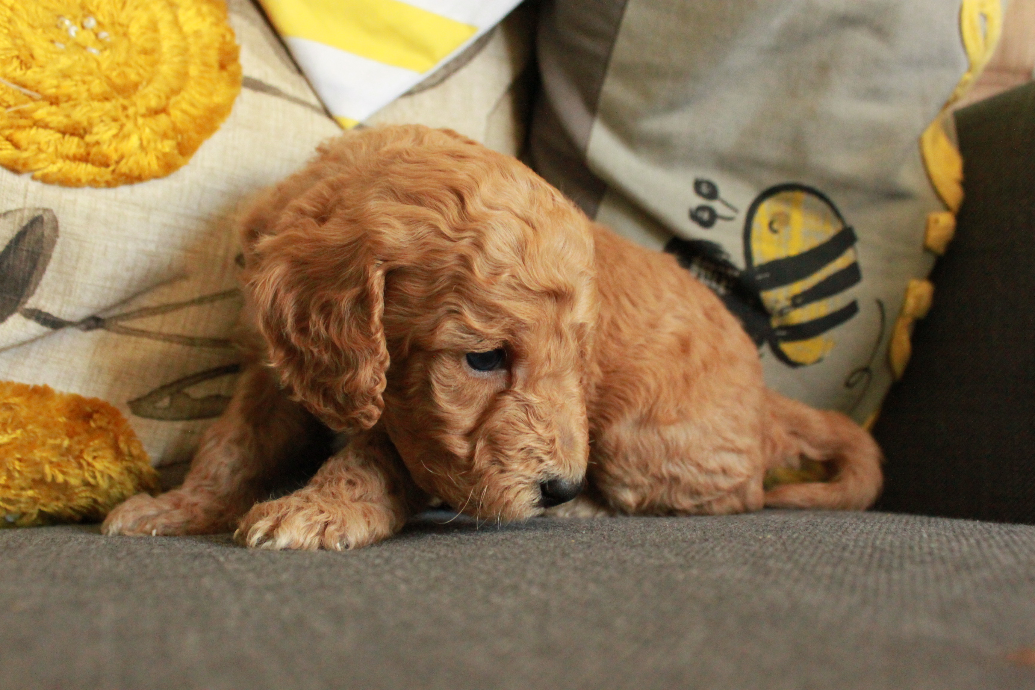 image of a young tan coloured puppy sat on a sofa.