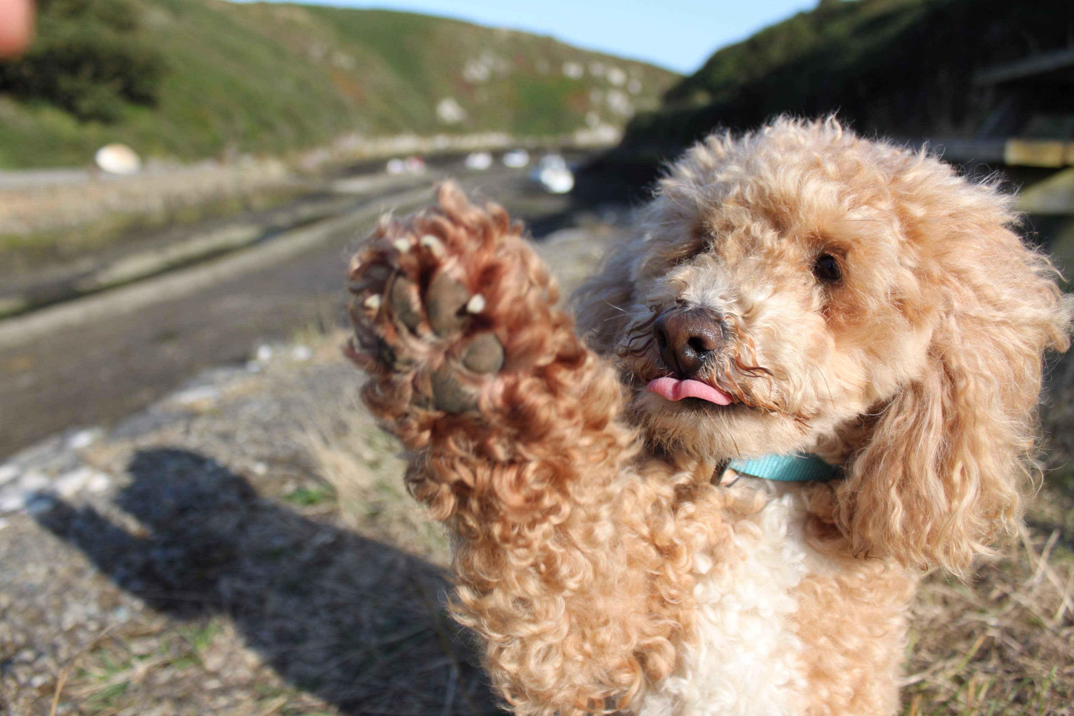 an image of a poodle holding up his paw with his tounge poking out slighly.