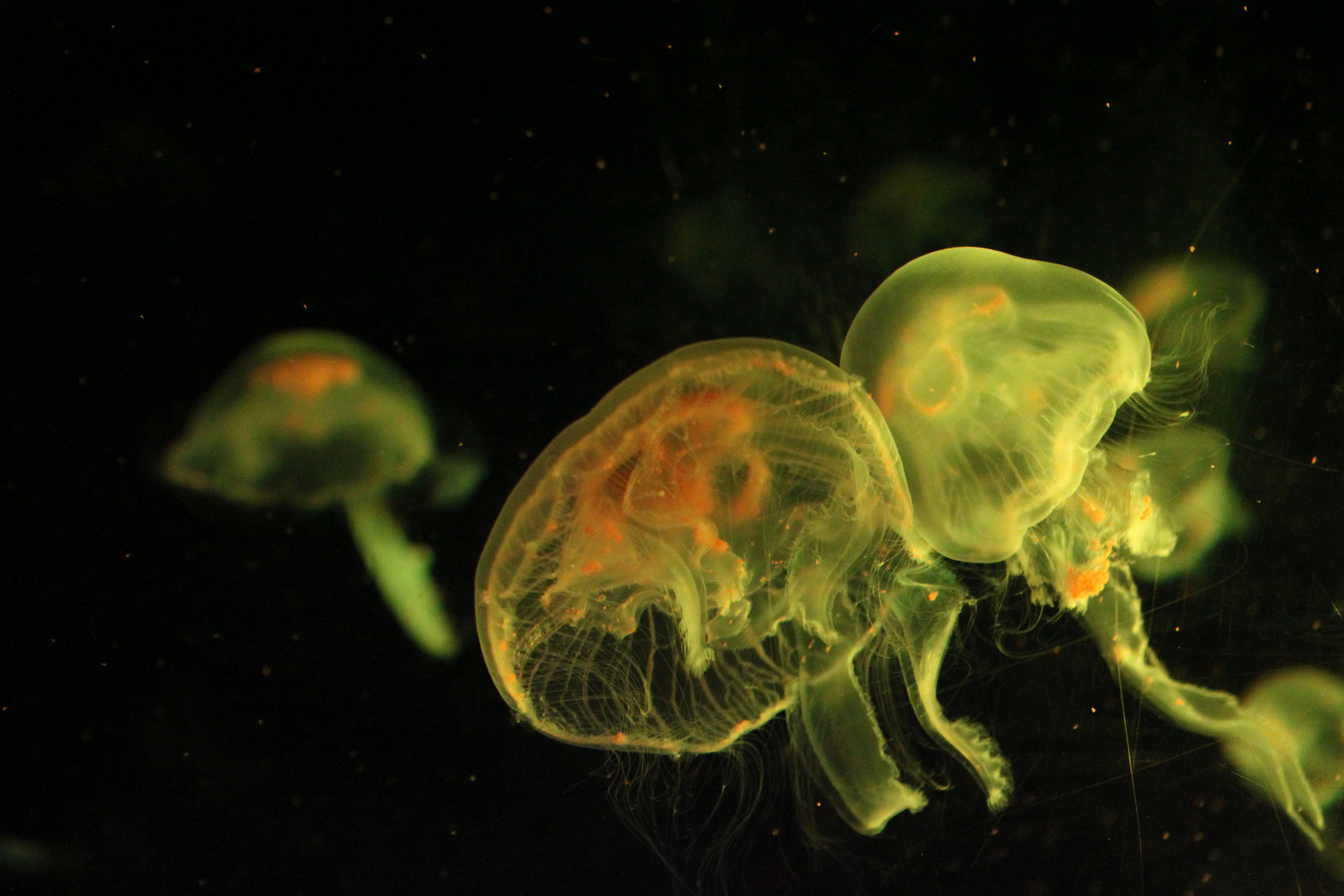 a close up of two yellow jellyfish swimming.