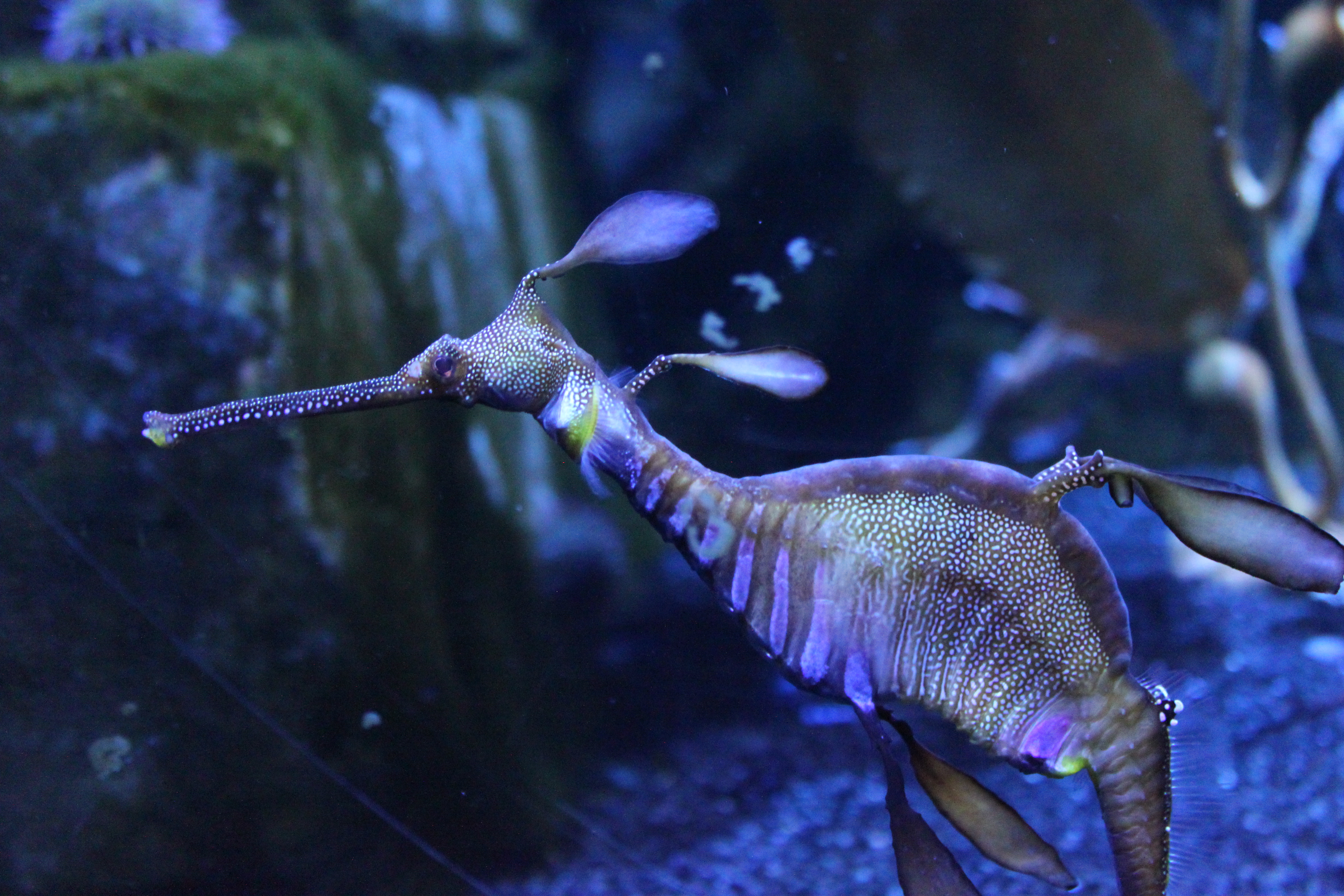 an image of a weedy sea dragon.