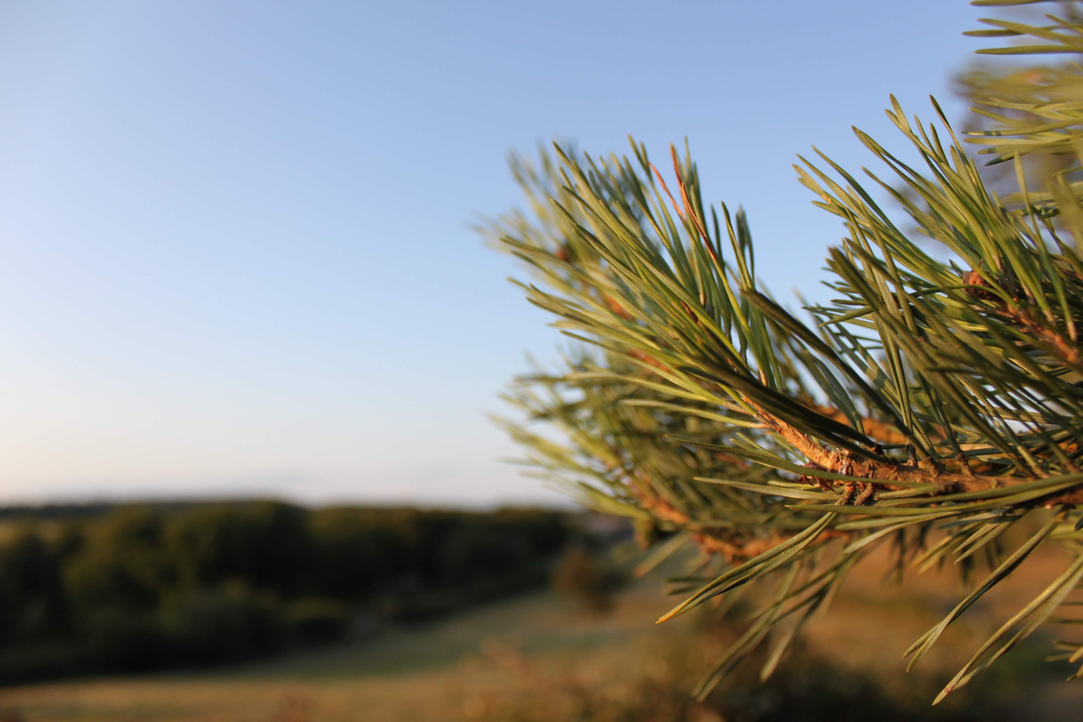 a close up of pine needles lit up at golden hour.