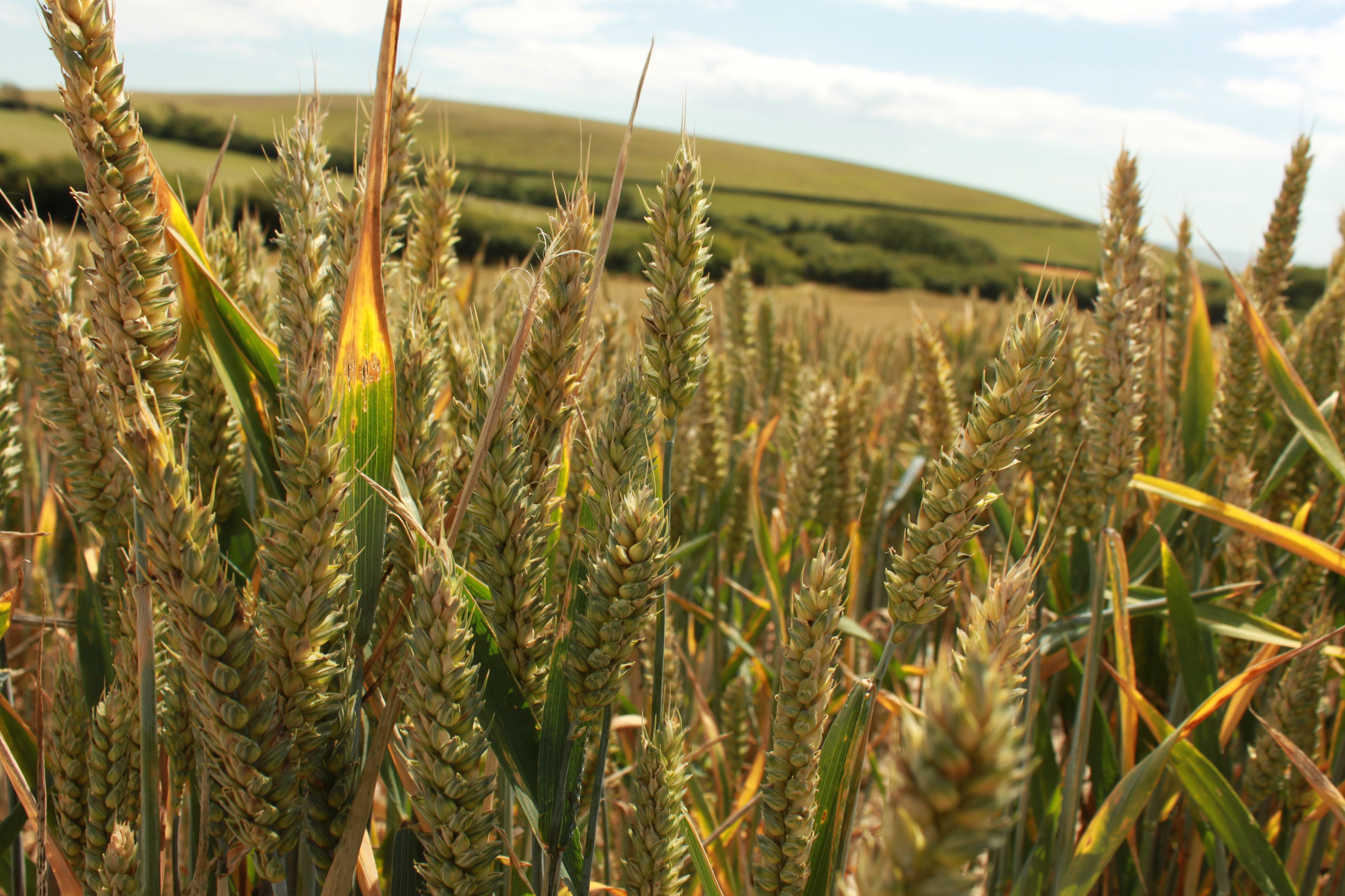 an image of a field of corn.