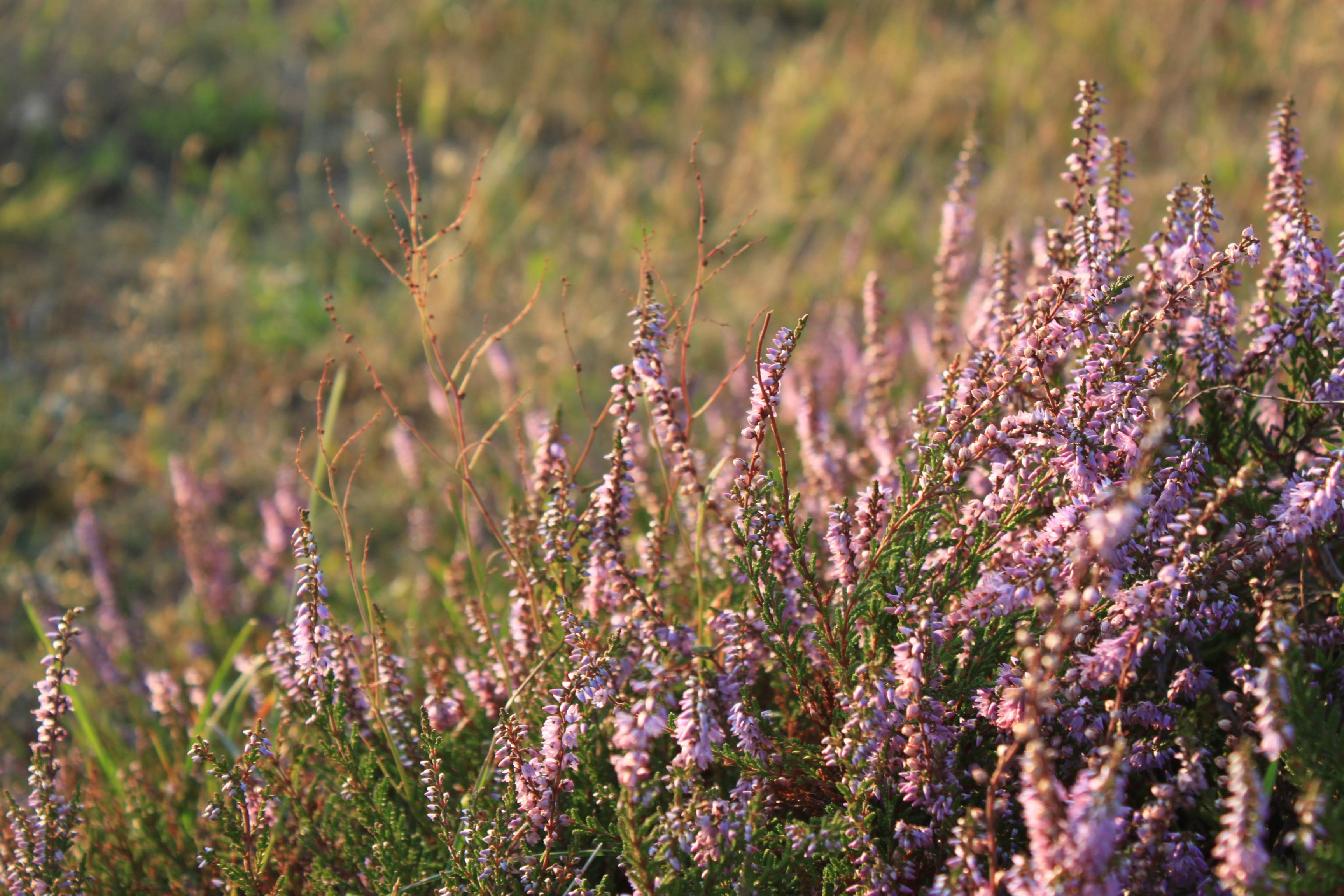 a close up image of a lavander field.