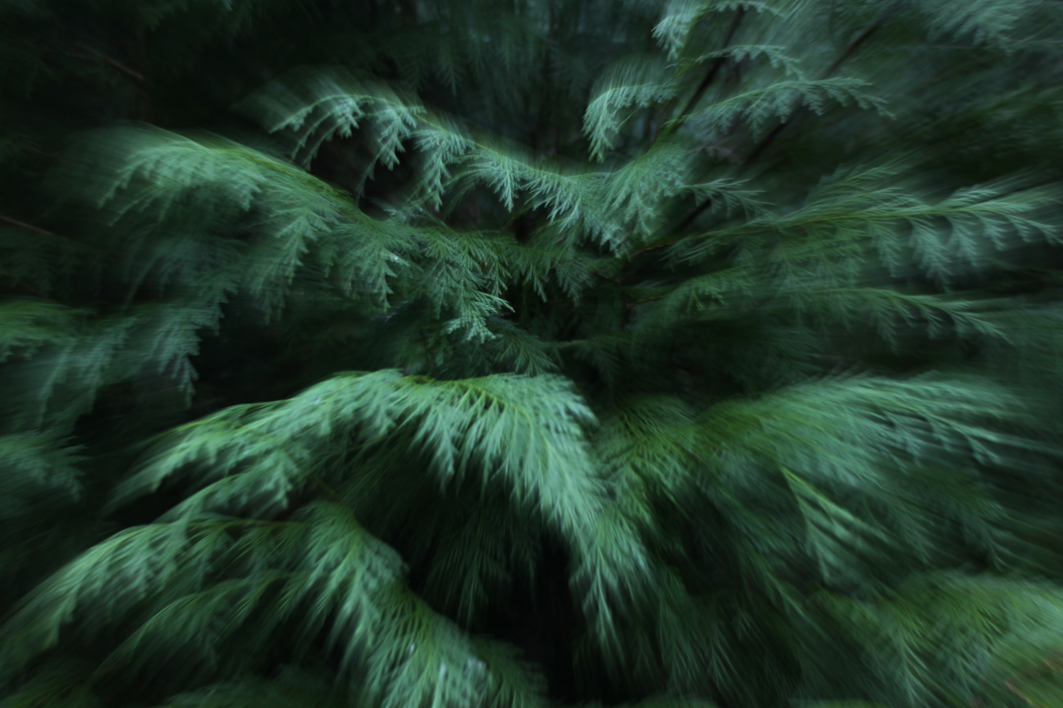 a blurry immage of a green pine tree.