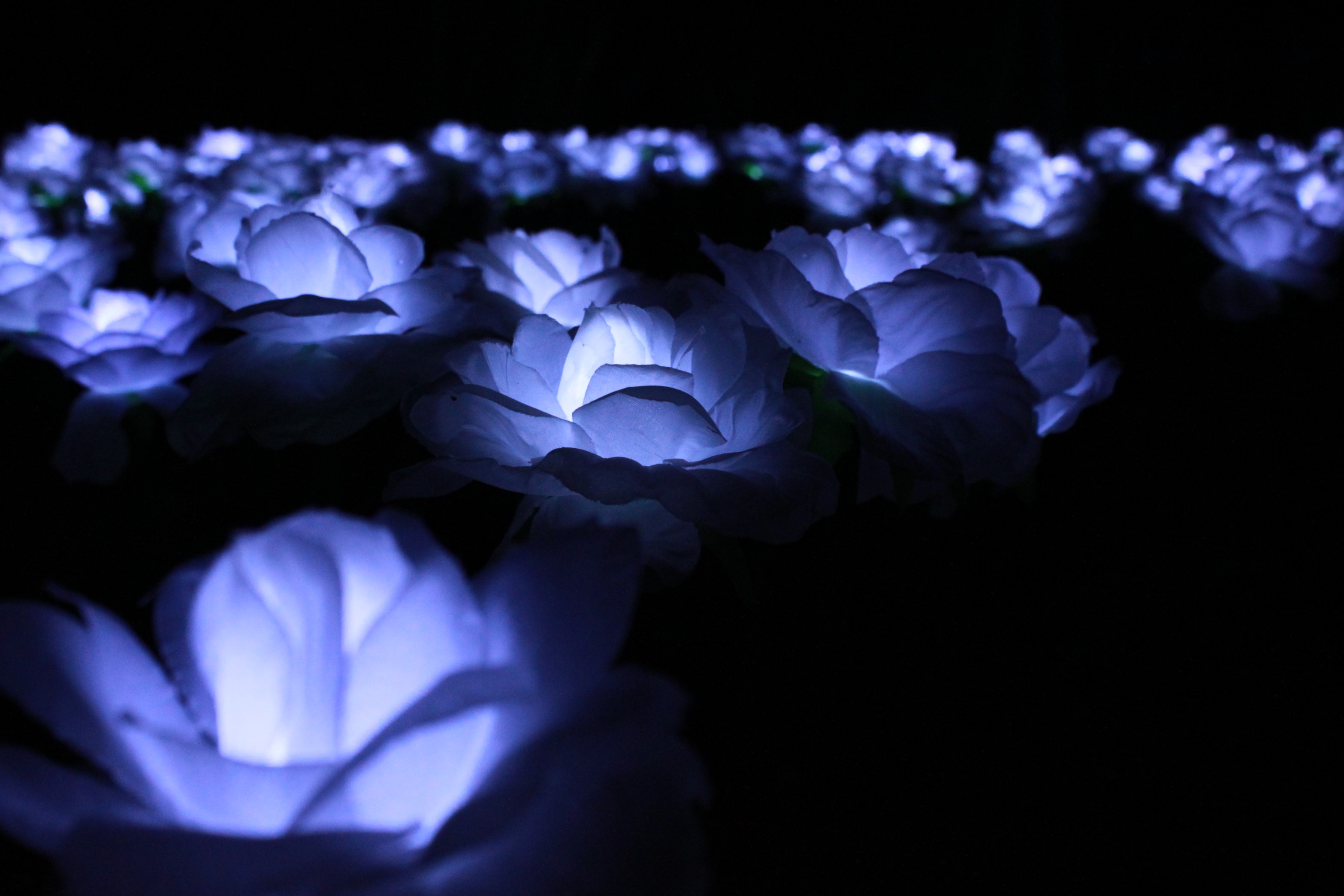 an image of lit up blue fabric flowers.